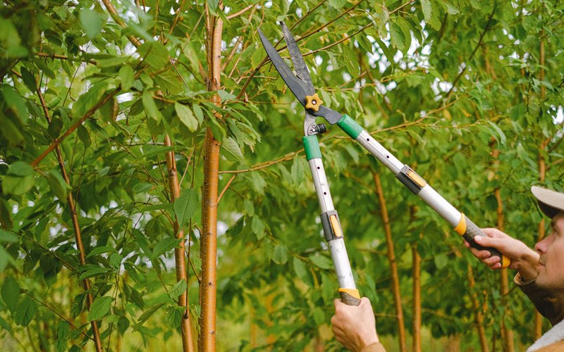 Tree trimming in Nekoma, KS